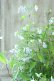画像7: 山紫陽花 "伊予のしずく" 15cmポット