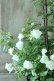 画像12: 山紫陽花 "天女の舞" 18cmポット No.2