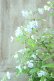 画像12: 山紫陽花 "伊予のしずく" 15cmポット
