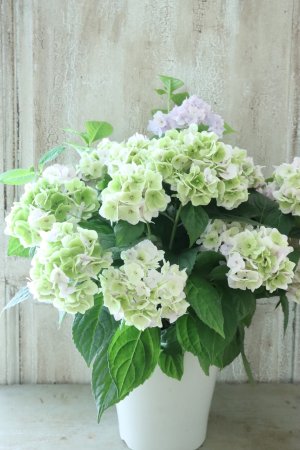 画像1: 秋色山紫陽花 "伊予獅子てまり" 15cmポット