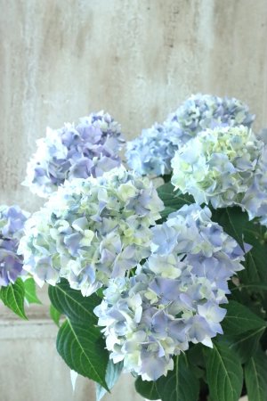 画像2: てまり咲き多花性アジサイ "てててまり" 15cmポット 秋色になっても綺麗!