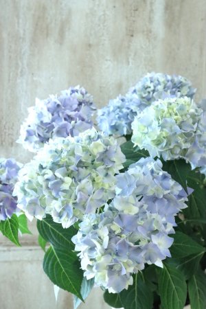 画像1: てまり咲き多花性アジサイ "てててまり" 15cmポット 秋色になっても綺麗!