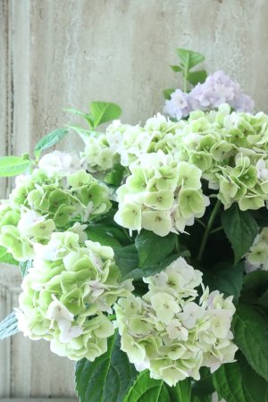 画像2: 秋色山紫陽花 "伊予獅子てまり" 15cmポット