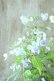 画像10: 山紫陽花 "伊予のしずく" 15cmポット