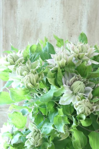 Clematis - Jardin de Violettes