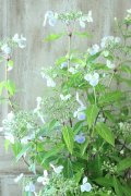 山紫陽花 "伊予のしずく" 15cmポット