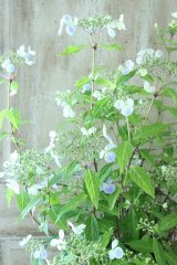 山紫陽花 "伊予のしずく" 15cmポット