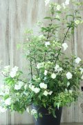 山紫陽花 "天女の舞" 18cmポット No.2