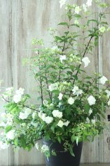 山紫陽花 "天女の舞" 18cmポット No.2