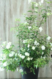 山紫陽花 "天女の舞" 18cmポット No.2
