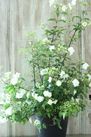 Garden Collection - Jardin de Violettes (Page 1)