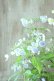 画像9: 山紫陽花 "伊予のしずく" 15cmポット