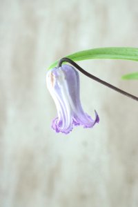 原種系壺型クレマチス "ソシアリス" 大苗！
