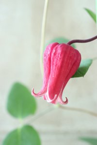 壺型クレマチス "天使の首飾り" 大苗！