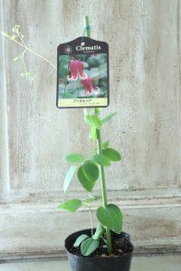 壺型クレマチス "アンダルシア" 大苗！