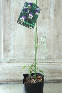 壺型クレマチス "キングスドリーム" 大苗！
