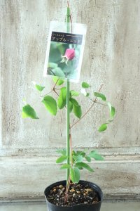 壺型クレマチス "アップルレッド" 大苗！