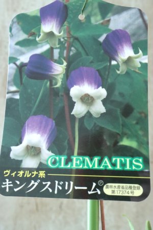 画像2: 壺型クレマチス "キングスドリーム" 大苗！