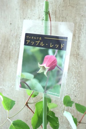 画像2: 壺型クレマチス "アップルレッド" 大苗！