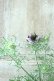 画像1: アンティークカラーニゲラ "ミッドナイト"  (1)