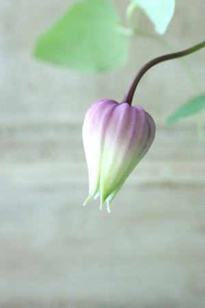 画像3: 壺型クレマチス "マダム テルヨ" 大苗！