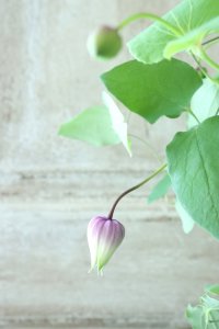 壺型クレマチス "マダム テルヨ" 大苗！