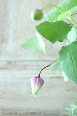 画像1: 壺型クレマチス "マダム テルヨ" 大苗！
