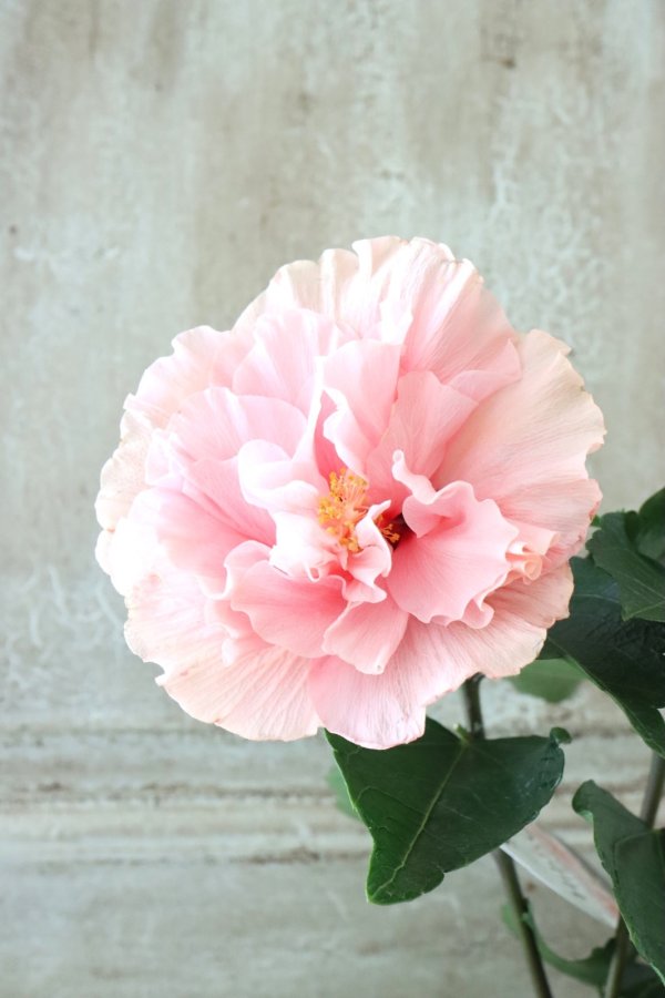 美しい古美術◾️蔵から美しいハイビスカスのような特大サイズの大皿が出てかきました。 八重咲きハイビスカス 