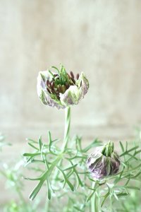アンティークカラーニゲラ "デルフトブルー" 