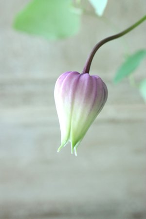 画像6: 壺型クレマチス "マダム テルヨ" 大苗！