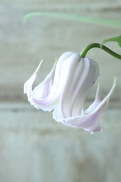 Clematis - Jardin de Violettes