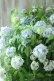 画像5: 山紫陽花 "まいこ" 20cmポット 