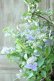 画像11: 山紫陽花 "伊予の五月雨" 18cmポット No.1