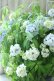 画像12: 山紫陽花 "まいこ" 20cmポット 