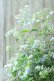 画像10: 山紫陽花 "伊予の五月雨" 18cmポット No.2