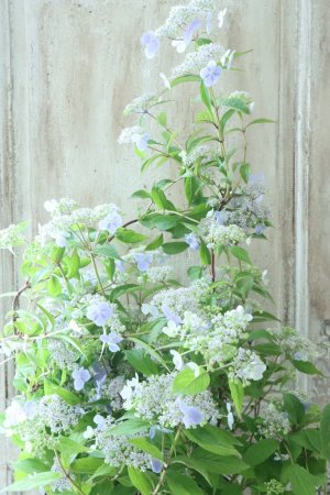 画像2: 山紫陽花 "伊予の五月雨" 18cmポット No.1