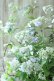 画像9: 山紫陽花 "伊予の五月雨" 18cmポット No.2