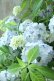 画像21: 山紫陽花 "まいこ" 20cmポット 