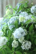 山紫陽花 "まいこ" 20cmポット 