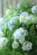 画像1: 山紫陽花 "まいこ" 20cmポット  (1)