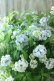画像16: 山紫陽花 "まいこ" 20cmポット 
