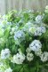 画像17: 山紫陽花 "まいこ" 20cmポット 