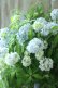 画像11: 山紫陽花 "まいこ" 20cmポット 