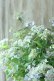 画像4: 山紫陽花 "伊予の五月雨" 18cmポット No.3