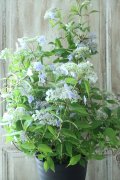 山紫陽花 "伊予の五月雨" 18cmポット No.1