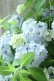 画像18: 山紫陽花 "まいこ" 20cmポット 