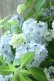 画像19: 山紫陽花 "まいこ" 20cmポット 