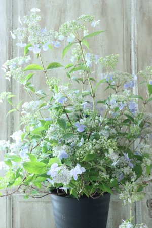 画像2: 山紫陽花 "伊予の五月雨" 18cmポット No.2