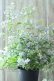画像2: 山紫陽花 "伊予の五月雨" 18cmポット No.2 (2)