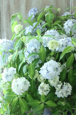 画像2: 山紫陽花 "まいこ" 20cmポット 